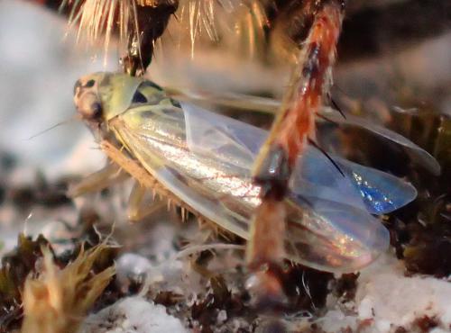 Réf. 264 990 : Macrosteles sp.